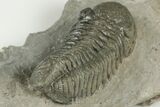 Morocops Trilobite Fossil - Ofaten, Morocco #202986-4